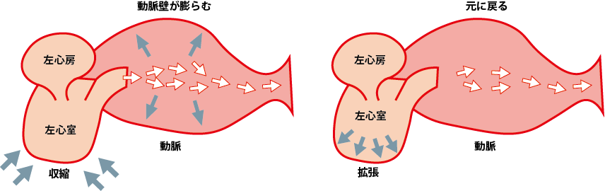心臓