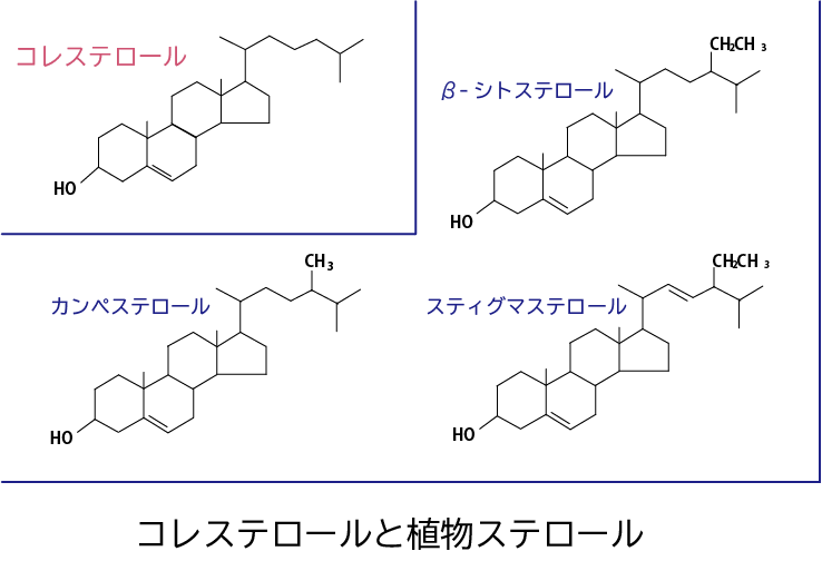 コレステロールと植物ステロールの構造比較図