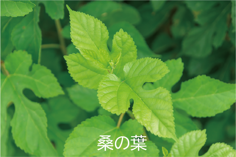 桑の葉
