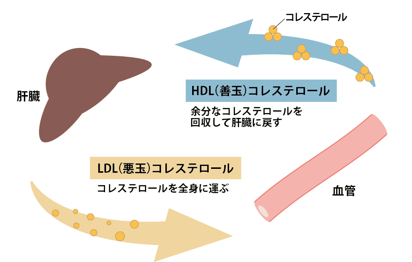 善玉と悪玉コレステロールの流れ図