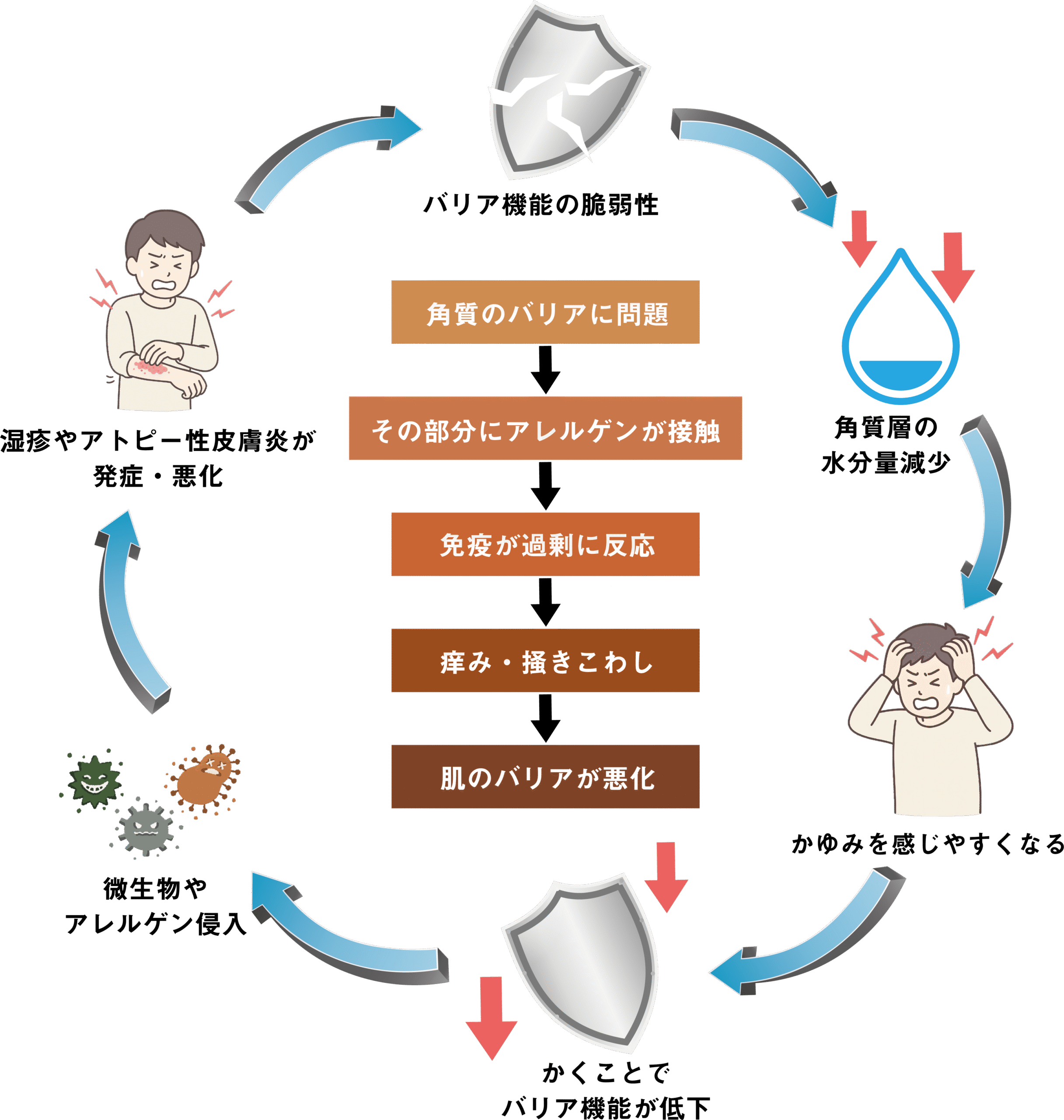 バリア機能の悪循環図